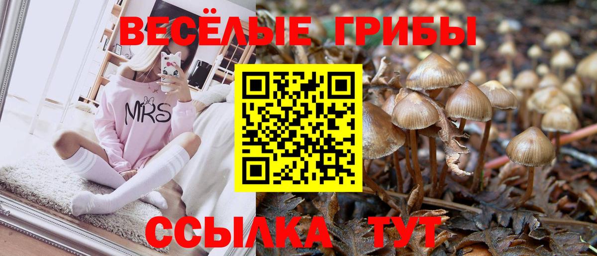 Галлюциногенные грибы Psilocybine cubensis  Советская Гавань  Псилоцибиновые грибы мицелий 